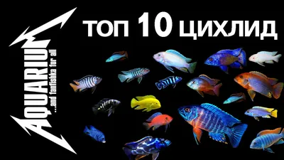 Рыбки аквариумные купить в Молдове и Кишиневе