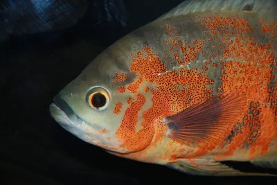 Крупные аквариумные рыбки хищники Сом Акулий Серебряная Арована Large  aquarium fish predators - YouTube