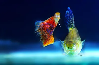 Описание видов хищных аквариумных рыб и их содержание