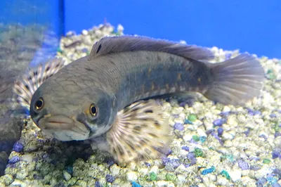 Хищные аквариумные рыбки: чем кормить, какой корм нужен хищным рыбам