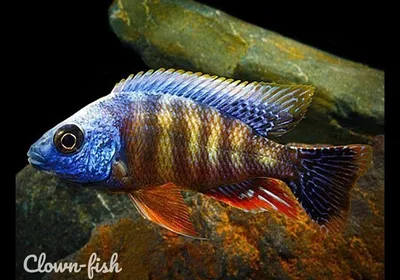 Самые неприхотливые аквариумные рыбки: названия, фото-видео обзор