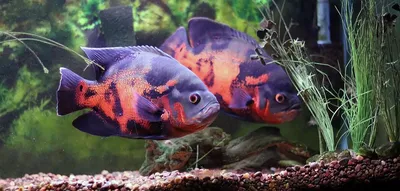 Хищные рыбы для аквариума: виды с фото
