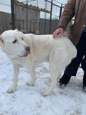 Olimpic Star kennel - САО - Сын Вени и Валенсии 6 месяцев #сао #саоалабай # алабай #среднеазиатскаяовчарка #азиаты #alabay #alabai #kennel #dog  #купитьщенкаалабая #ukrainedog #ukraine #kiev #puppy #puppiesforsale  #купитьщенкаалабая #instalike #volkodav ...