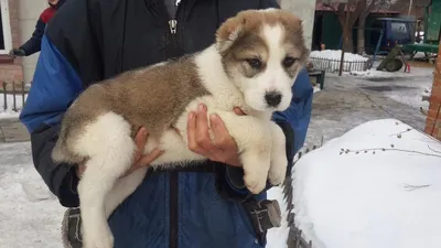 Алабай купить на Зозу.ру