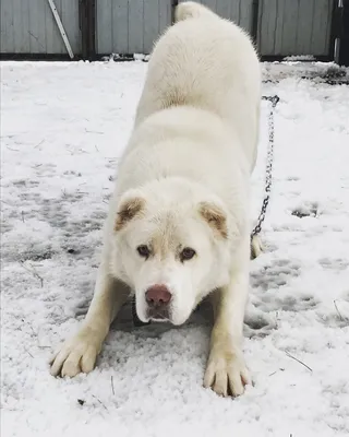 Щенки алабая - Нашим щенкам 1,5 месяца! Вот некоторые из... | Facebook