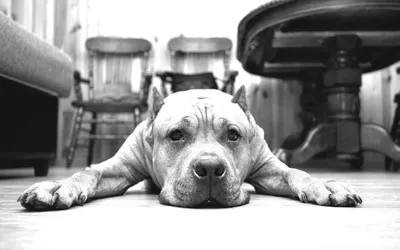 Порода собак питбуль - 66 фото