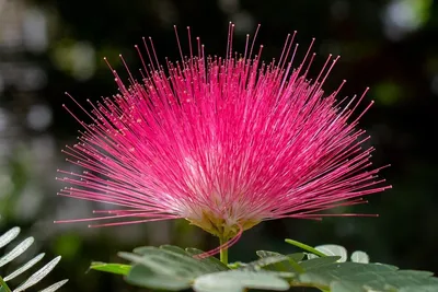 Альбиция ленкоранская, семена, albizia julibrissin - Лесосад