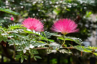 Альбиция ленкоранская, семена, albizia julibrissin - Лесосад