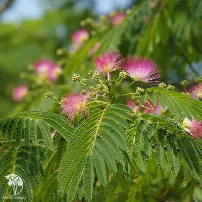 Альбіція. Альбиция. Ленкоранская акация Albizia julibrissin.: продажа, цена  в Николаеве. Сад, общее от \"Екзотичнi квiти, дерева та чагарники\" -  1302223274