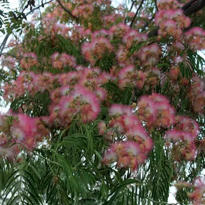 ФотоБлог Торгачкин Игорь Петрович © Igor Torgachkin: Альбиция ленкоранская  / Albizia julibrissin