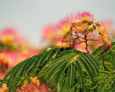 Альбиция ленкоранская, или Акация шёлковая (лат. Albizia julibrissin) Stock  Photo | Adobe Stock