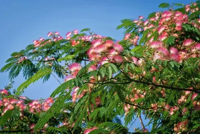 Альбиция ленкоранская, семена, albizia julibrissin - Лесосад