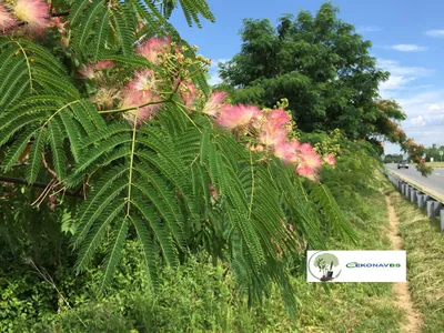 Альбиция шелковая (Акация константинопольская) — GreenDesign — plante  pentru fiecare grădină și gust!