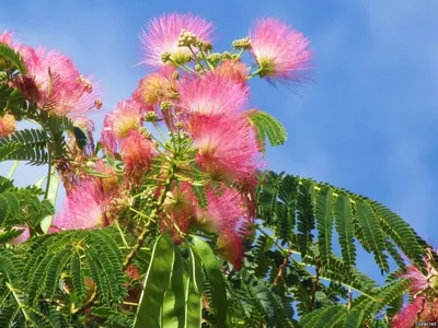 Альбиция (акация) ленкоранская (Albizia julibrissin) — путеводитель по  отдыху в Крыму