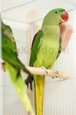 Большой кольчатый или александрийский попугай. Alexandrine parakeet . Stock  Photo | Adobe Stock