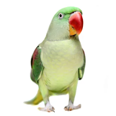 Говорящие попугаи - александрийский попугай малыши: 7 500 грн. - Птицы Киев  на Olx