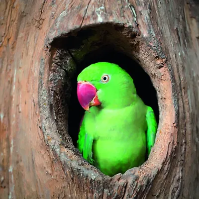 Александрийский попугай - «Это супер птица!» | отзывы