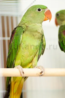 Большой кольчатый или александрийский попугай. Alexandrine parakeet . Stock  Photo | Adobe Stock