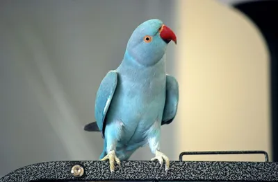 Александрийский попугай - «Умная птица с длинным хвостом» | отзывы