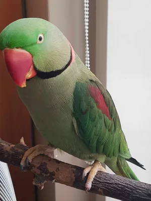 Ожереловый попугай - «Зелёное чудо в вашей квартире🐦» | отзывы
