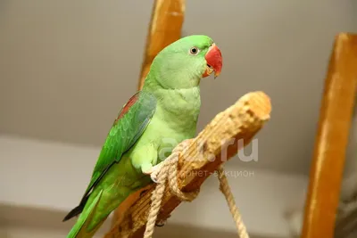 Попугай Ожереловый Зеленый (самка) - купить, цена | Компания Аксолотль