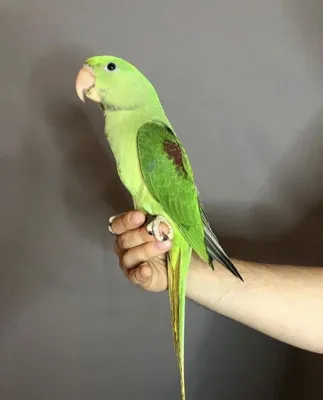 Большой кольчатый попугай (Александрийский попугай)