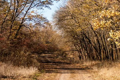 Александровский лес, осень 2014 года.