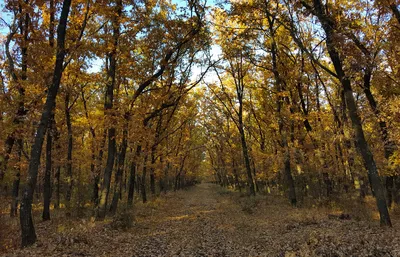 Александровский лес, осень 2014 года.