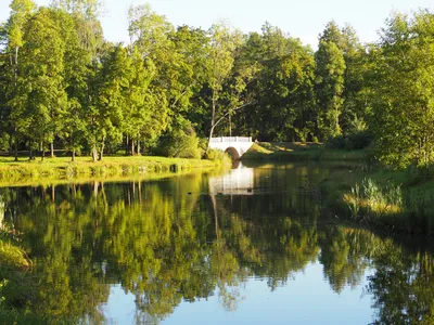 Александровский лес дуб столетний (Много фото) - treepics.ru