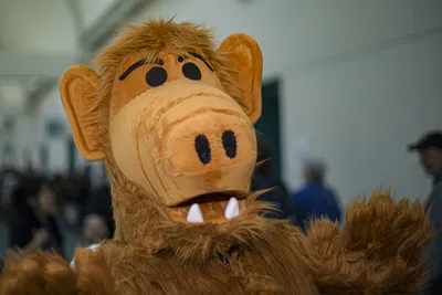 ALF' Distribution Rights Are Acquired By Shout! Factory, Which Plans New  Wave Of “Pop Culture Content” Tied To 1980s Sitcom – Deadline