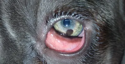 Аллергический конъюнктивит у собак фото фото