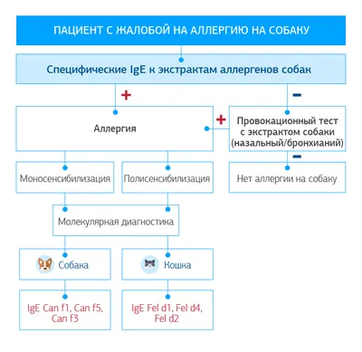 Синдром окрашивания слезой у собак | Ветеринарная клиника доктора Шубина