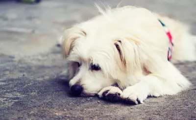 Конъюнктивит у собак: симптомы и причины | Hill's