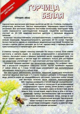 Что содержится в горчице? Чем она полезна? | Доктор Наталья Павлюк | Дзен