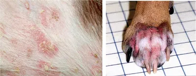 Аллергия на корм у собак - Veterinar-Dermatolog