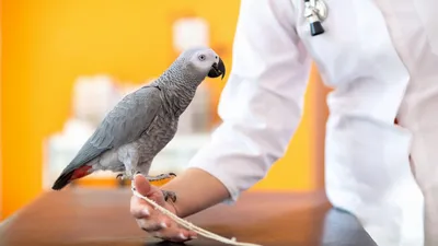 Аллергия на попугая: признаки, симптомы, лечение