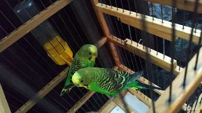 Стоит ли заводить попугая | Petshop Journal | Дзен