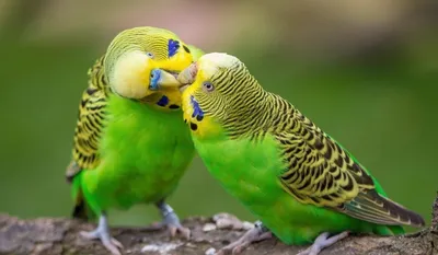 Волнистый попугай / Melopsittacus undulatus - «Любимы друг. Волнистый  попугай - оптимистичная птичка » | отзывы