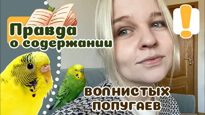 Три попугая (ч2) | Пикабу