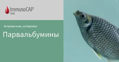 Главное, что нужно знать об аллергии на рыбу, морепродукты и моллюсков