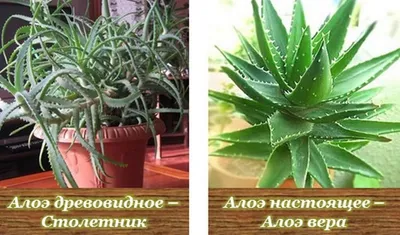 Алоэ: описание, выращивание и уход.🌿 | Советы цветовода💚 | Дзен