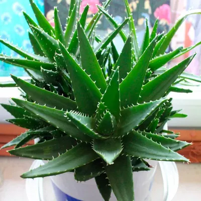 Комнатное растение Алоэ (Aloe) | Растения, Комнатные цветы, Алоэ