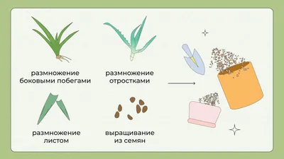 Алоэ Вера ⌀12 35 см купить в Москве с доставкой | Магазин растений Bloom  Story (Блум Стори)