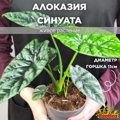 Купить Искусственное растение Алоказия Арма зеленая 100 см, декор для вазы,  кашпо, горшка, ФитоПарк по выгодной цене в интернет-магазине OZON.ru  (839046105)
