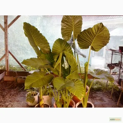 Alocasia 'Ebony' : r/alocasia