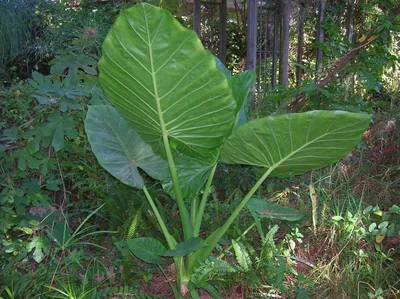 Alocasia black stem variegated #alocasia #алоказия #alocasiavariegata #al..  | Ficus_man: 50+ вариегатных алоказий | ВКонтакте