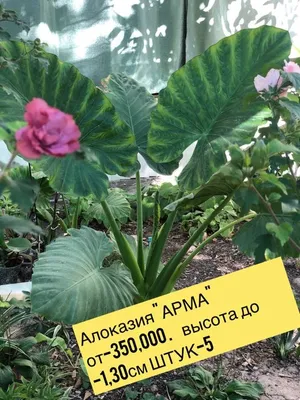 Файл:Alocasia macrorrhiza dsc03637.jpg — Википедия