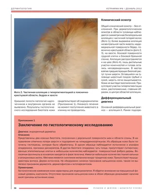 Порода собак померанский шпиц: фото, плюсы и минусы, описание характера,  здоровья и болезней, цены на щенят | Pro-Animal.ru