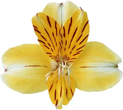 Купить «Альстромерия лимонная» с доставкой в Адлере - «Floral24»