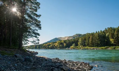 Turquoise river Katun, Altai Mountains, top view (Бирюзовая река Катунь,  Горный Алтай, вид сверху) Stock Photo | Adobe Stock